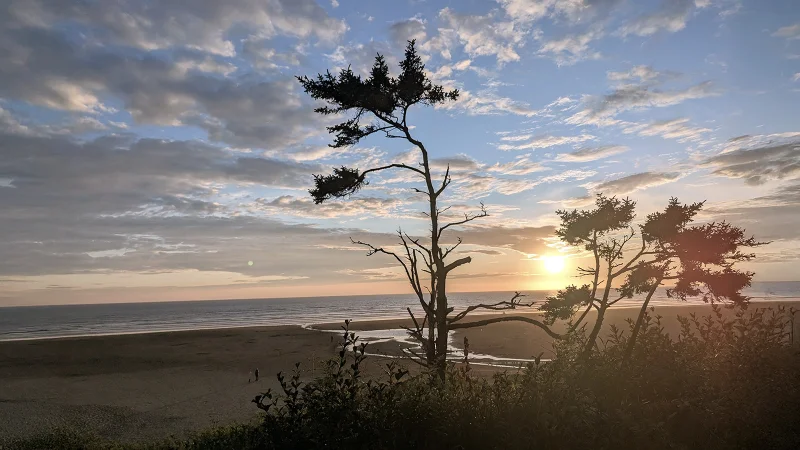 Tree silhouette near Pacific Beach, WA