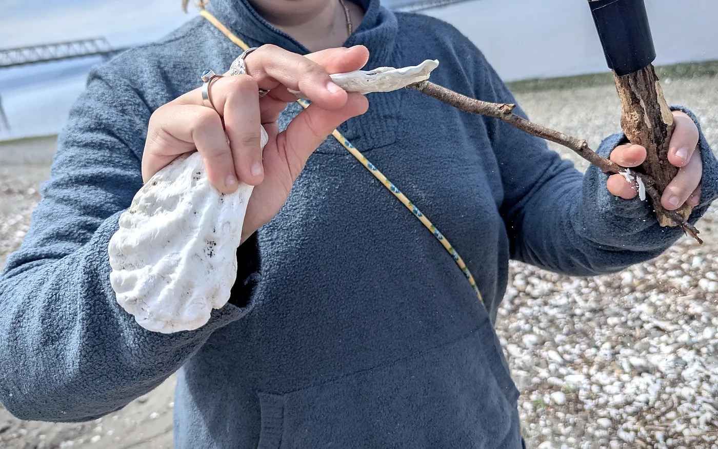 Hands holding an oyster shell and driftwood found at low tide on the Salish Sea (Puget Sound).
